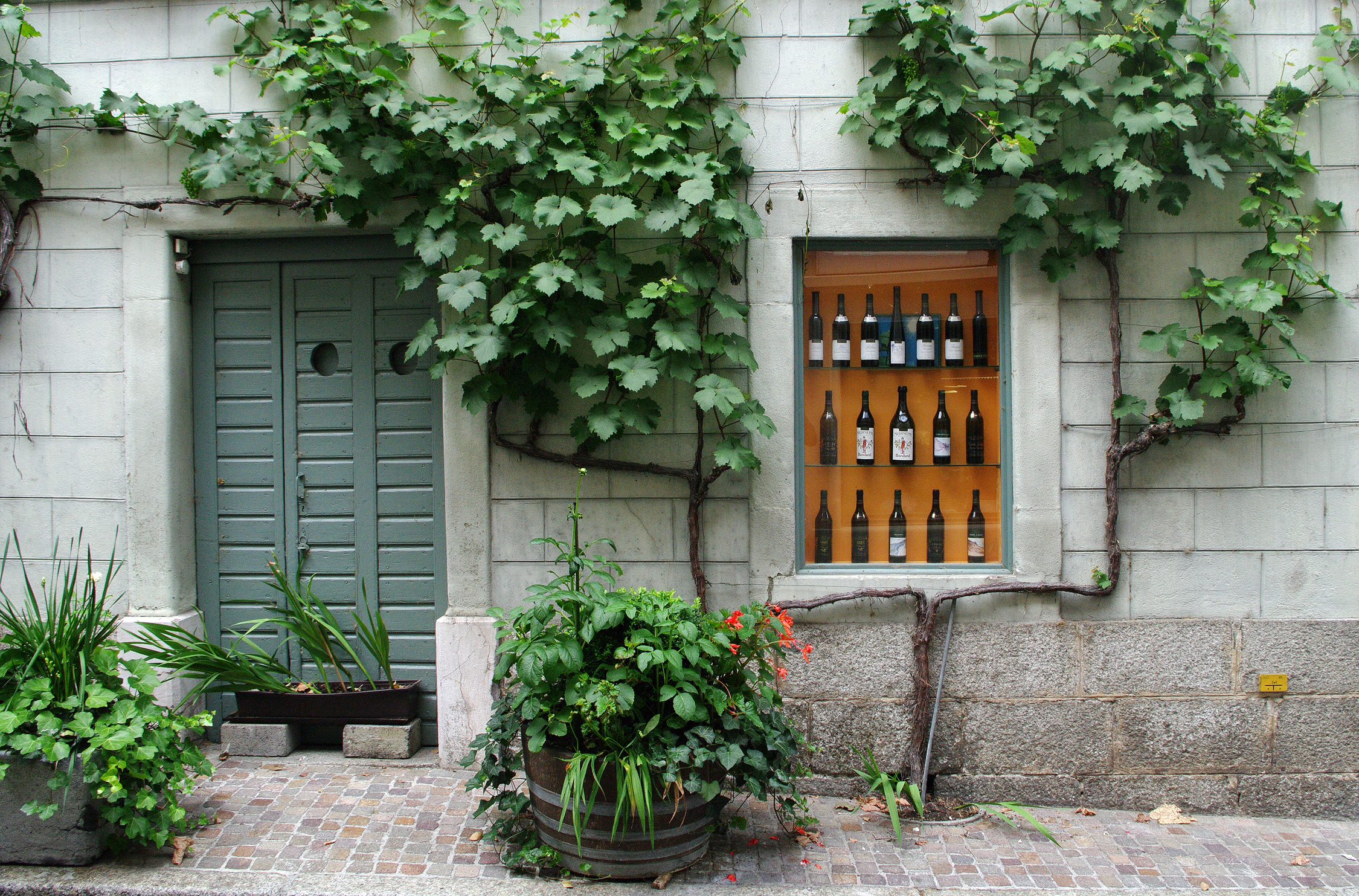 Wine Off The Vine